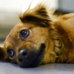 dog-gebeab062d_640